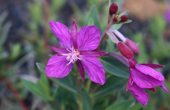 Close up photograph of an open pink flower of dwarf fireweed, with four oval petals and four pointy sepals, and white stamens and pistil in the centre. Another half closed flower is on the right and closed buds behind. Green leaves and red stems are blurred in the background.