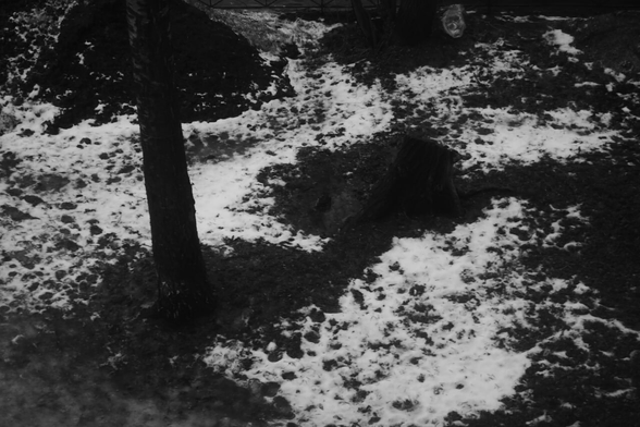 a stump in the rain