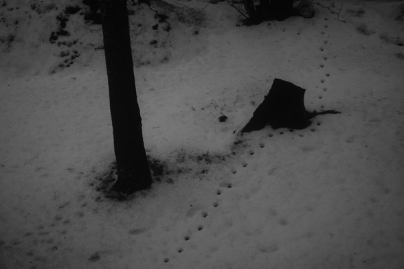 stump under the snow with cat footprints