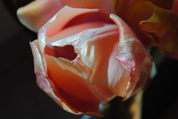 horizontal format closeup of an already wilting, light pink tulip in dappled light seen from above, focusing on the texture of the tips of its petals, against a background in very dark shadow