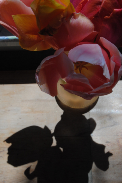 a vertical format image of a bunch of tulips in a glass vase, lit by dappled sunlight coming in from a window out of the picture behind them, and casting a shadow on the table their standing on in the lower part of the image