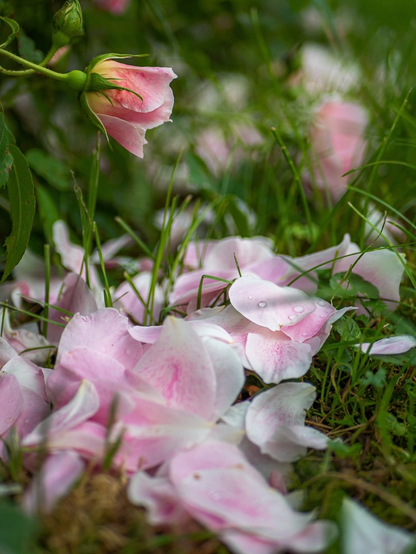 Zartrosafarbene Blüte einer Kletterrose im oberen Teil, darunter in der Wiese vom Regen feuchte, abgefallene Blütenblätter einer anderen Blüte.