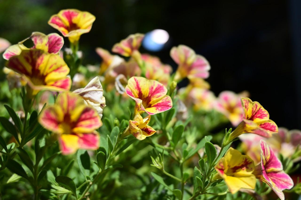 黄色と赤(濃いピンク?)のストライプ模様のカリブラコアの花が画面右上方向に向かって複数咲いている。/ 2025.07.29 岡崎・聖護院エリアから