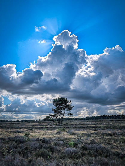 A single, prominent tree silhouetted against a dynamic sky. The most striking element is the expansive sky, filled with large, billowing clouds in various shades of white and grey. Behind a particularly large and bright cloud near the top of the frame, sunbeams are dramatically fanning out, creating a ray effect.

Below the horizon, the foreground consists of a vast, open field covered in heather and dry grasses, appearing in muted tones of brown, purple, and green. 

In the middle ground, slightly to the left of the center, stands a solitary tree. Its dark silhouette contrasts sharply with the brighter sky and clouds behind it, making it a focal point. 