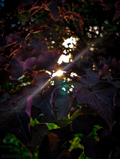 Purple-tinged foliage with sunlight streaming through the gaps, creating a striking visual effect. The leaves are prominent in the foreground and midground. The sun is positioned towards the center-right of the upper half of the frame, emitting strong rays that pierce through the leaves. Several distinct light rays are visible, with one particularly prominent diagonal beam extending from the brightest point towards the lower left. 