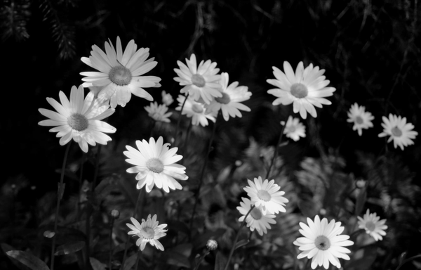 Close up black and white photograph of open daisy flowers, with shadow and sunlight on them. Other flowers, closed buds and ferns are blurred behind.
