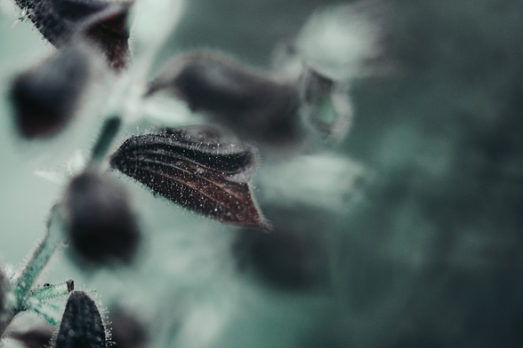 Macro close-up photo of a withered salvia plant
