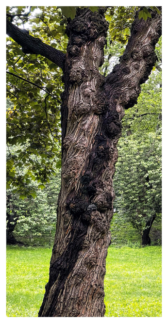 Photo of the trunk and lower branches of a tree in Central Park, with grass and other trees in the background. The image features the trunk’s striking grooves and whorls, as well as its dark stripes contrasting with lighter areas. A small sign attached to the trunk reads SCHWEDLER NORWAY MAPLE above some indecipherable smaller text.