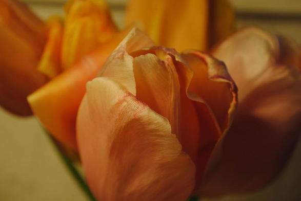 horizontal closeup of a bunch of light pink and yellow tulips in very warm artificial light, making them all look various shades of golden, focusing on the texture of a pink tulip in the middle of the image