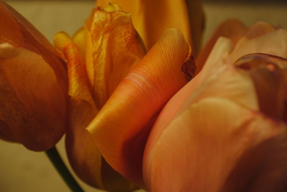 horizontal closeup of a bunch of light pink and yellow tulips in very warm artificial light, making them all look various shades of golden, focusing on one particular curled petal in the middle of the image