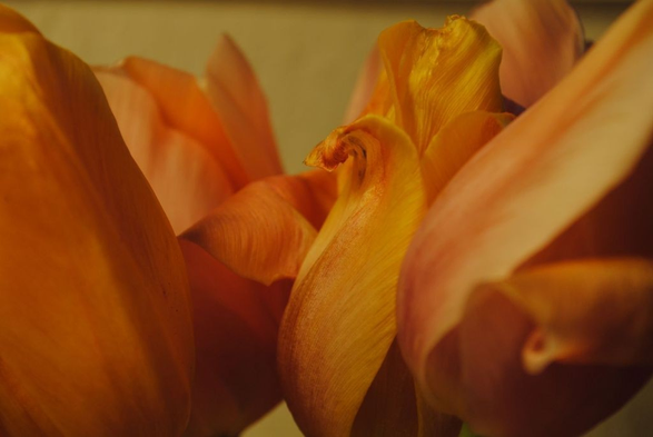 another variation on the same theme, focusing on some slightly wilted petals in the middle of the image