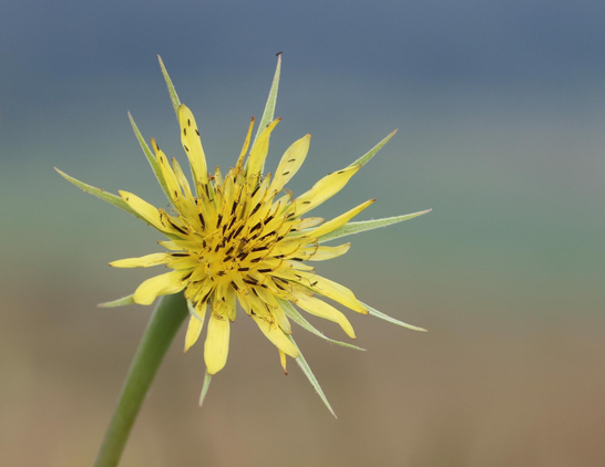 Macro photograph of an open yellow flower of meadow salsify, with pointy yellow petals, a crown of green sepals, and a dense centre of yellow and brown stamens and pistils. Several little black bugs seem to be living on the petals. Or maybe they just stayed there for the night, as the flower was opening in the morning. The background is made of three layers of pastel colours: blue on top, green in the middle and brown at the bottom, being the sky, a green field and a brown field, all out of focus.