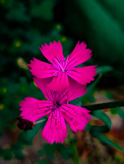 Two vibrant magenta or fuchsia-colored flowers. The flowers are positioned vertically, one slightly above the other, against a soft, dark, and blurred background of green foliage. Each flower has five broad petals, each with a jagged or fringed outer edge, giving them a unique texture. The center of each flower reveals darker pink or purple stamens and pistils. 