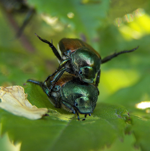 Two green and brown Japanese Beetles are stacked on a leaf. The smaller male beetle, mounted on top of a larger female beetle, has two of his legs outstretched in a wide V formation.