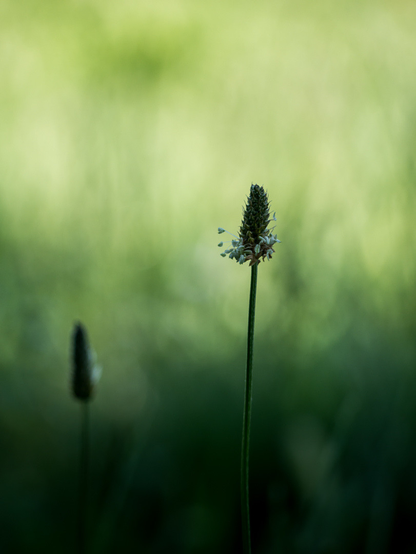 Blüte des Wegerichs im dunklen Vordergrund. Hintergrund zartgrün, Bokeh.