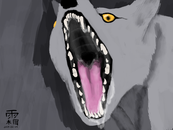 A wolf staring at the viewer, maw agape and drooling!