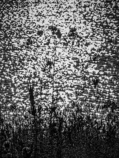 A black and white image that captures a landscape with vegetation against a shimmering body of water. 

In the foreground a dark mass of tall grasses forms a horizontal band across the bottom of the frame, their individual stalks clearly visible despite their collective darkness. Rising from this lower band are a few taller, slender plants, also in silhouette, with some appearing to have seed heads or clusters at their tops. 

The background is dominated by the surface of water, rendered in bright white with countless small, irregular dark shapes scattered across it. This creates a highly textured, almost abstract pattern.