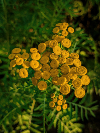 A top-down shot of a cluster of small, button-like yellow flowers,  Tansy (Tanacetum vulgare), set against a soft-focus background of green foliage. The flowers are arranged in a dense, almost spherical group, with individual flower heads displaying a textured, somewhat pincushion-like surface. The background is a bokeh blur of greens, ranging from lighter lime to darker forest hues, which effectively isolates the floral subject and makes it pop.