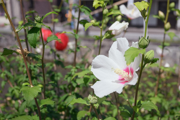 白川のすぐそばで咲いている白いムクゲの花。ぼやけているけど、奥にも咲いている花と開きかけの花が見える。/ 2025.07.25 白川筋から