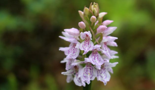 Close up photograph of a spike of heath spotted orchid flowers, white with pink lines and dots. The flowers on top of the spike are not yet open. The background is blurred green.