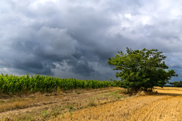 Ackerbildchen.
Links der Rand eines Maisfeldes, noch grün, die Kolben sind reif. Davor ein Feldweg. Auf der anderen Seite Getreidestoppeln mit einem rundkronigen Baum. Lichtstimmung etwas golden, der Himmel dramatet sich auf.