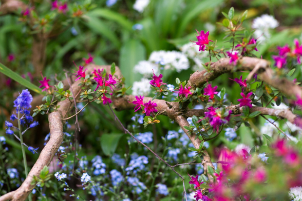 Photo of a slim brown branch wrapped in small dark pink flowers. Below are small light-blue flowers, in the background are small white flowers, behind everything are green leaves. Only some of the pink flowers and the branch are in focus.