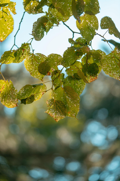 Photo of tilia branches and leaves against sunlight. The leaves must have been damaged by a pest of some sort because they have a lot of little holes through which the light is shining