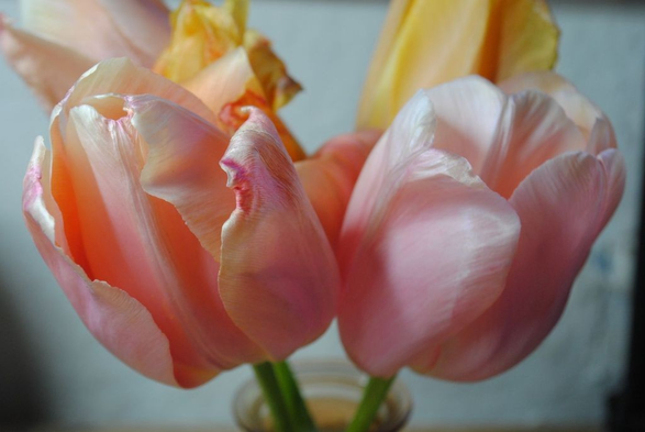 horizontal closeup of a small bunch of light pink and yellow tulips in a glass vase in front of a white wall, lit by neutral artificial light, with some dark shadows along the edges