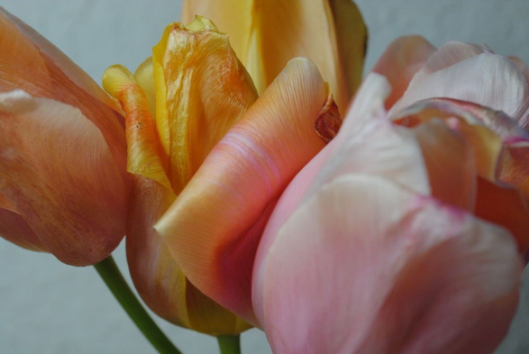 the same bunch of tulips as in the previous picture but turned around and zoomed in a bit