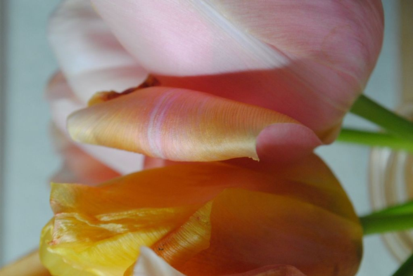 the same bunch of tulips, zoomed in even more, in a vertical format image focusing on a curled outward petal, situated in the middle between two flowers
