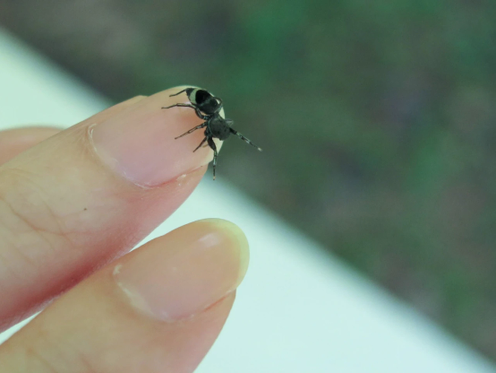 指先に乗るアオオビハエトリ