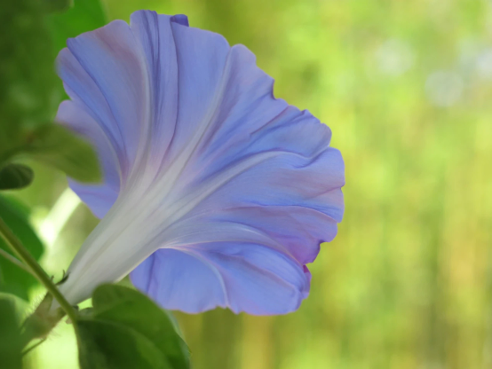 アサガオの花を斜め後ろから撮ったもの