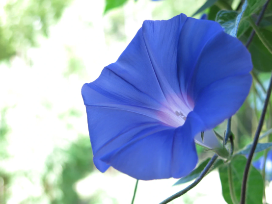 アサガオの花を斜め前から撮ったもの