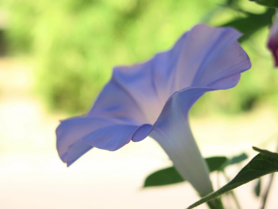 アサガオの花を横から撮ったもの