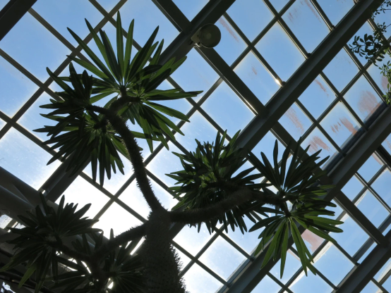 Pachypodium geayiを見あげて撮った写真