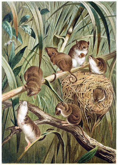Color lithograph depicting harvest mice and their nest among tall grasses and branches.
