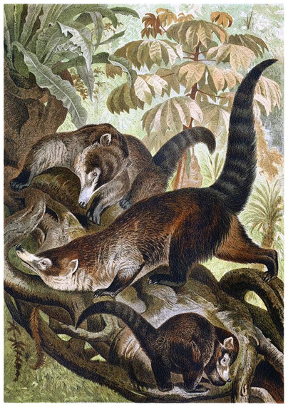 Color lithograph of three white-nosed coatis in a tree, viewed from the front, side, and rear. The white-nosed coati (Nasua narica) is a mammal in the family Procyonidae native to the Americas.