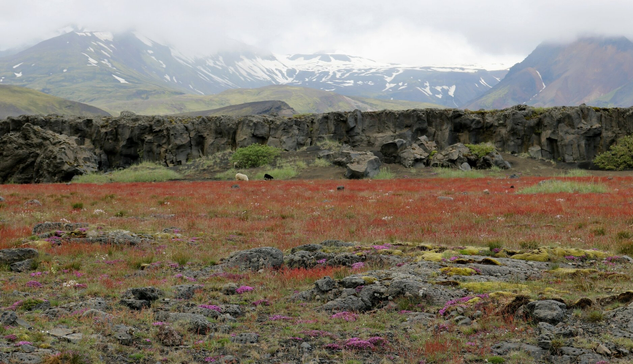 Photograph of a rocky terrain covered with red short grass in the bottom half of the picture. Pink and white wild flowers and green moss are growing on grey rocks and among the grass. Two sheep, one white and one black, can be seen grazing in the middle of picture, at the foot of a wall of brown and grey rock. Over that wall, a plateau of green hills and snowy higher mountains hidden in the clouds occupy the top half of the picture.