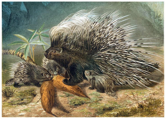 Color lithograph of an adult porcupine and three juveniles in a woodland setting. The adult has a paw on one of two brownish roots, on which the small group is about to feed. The foreground shows patches of moss and short grass, while the blurred background suggests trees and irregular ground.