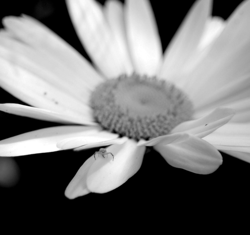 Macro black and white photograph of a crab spider hidden between the petals of an open daisy flower, taken from the side.