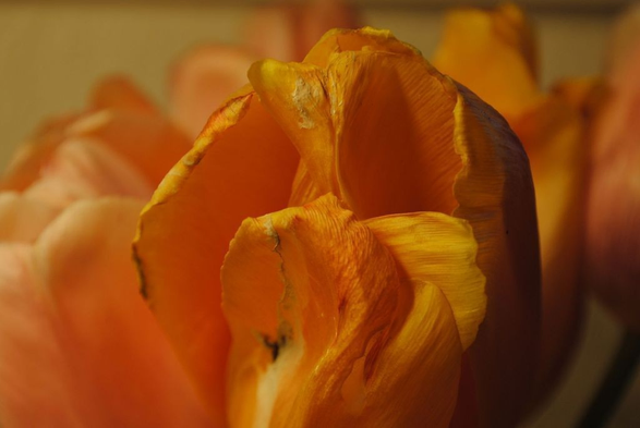 horizontal closeup of a bunch of light pink and yellow tulips in very warm artificial light, making them all look various shades of golden, focusing on the texture of an orange-yellow tulip in the middle of the image