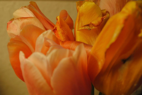 horizontal closeup of a bunch of light pink and yellow tulips in very warm artificial light, making them all look various shades of golden, focusing on the textures of some slightly wilted petals in the back of the image