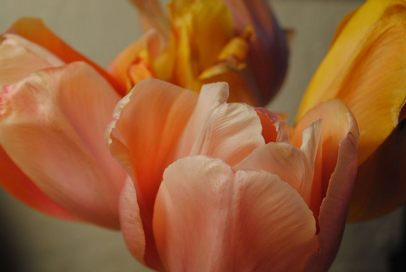 the same bunch of slightly wilting pink and yellow tulips in a little bit less warm artificial light, increasing the color range and offsetting the warm flowers more against the now cooler light grey background