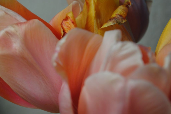 the same bunch of slightly wilting pink and yellow tulips in even cooler artificial light, increasing the color range and offsetting the warm flowers more against the now cooler light grey background, focusing on the edges of more wilted, textured golden petals in the back, with out of focus pink petals in the front