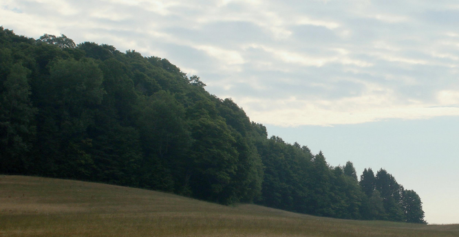 Photograph of a stretch of green forest bordering a blond and green field, like a wave coming from the left, under a pale blue sky half covered by clouds illuminated by the morning sun.
