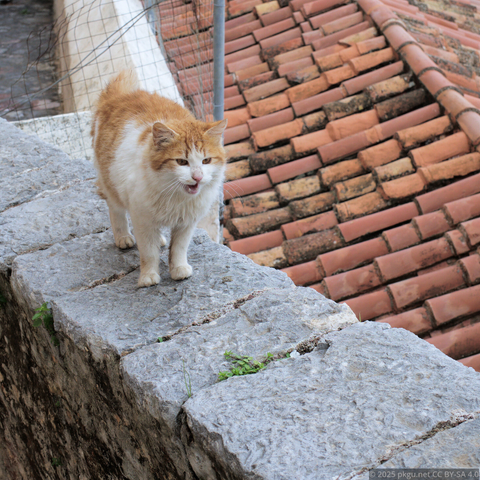 A grawling yellow cat.