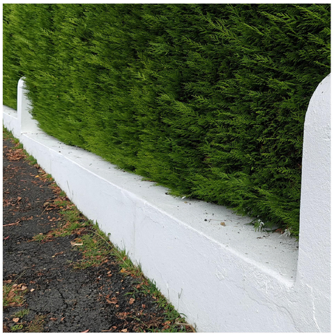 A white stone retaining wall curves along a pathway, supporting a dense, well-maintained evergreen hedge above. Small fallen leaves are scattered on the dark asphalt surface beside the wall.