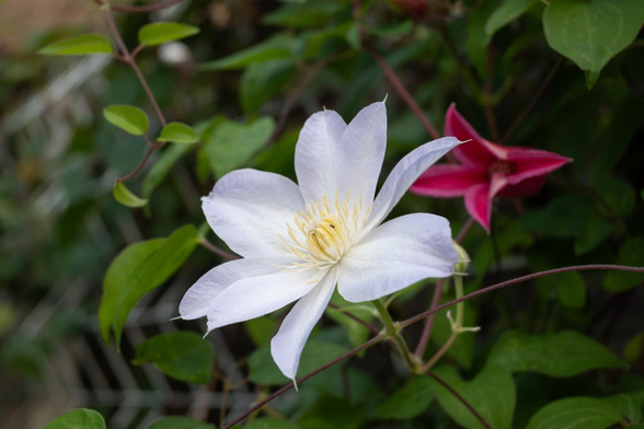 夕暮れ直前でやや薄暗くなった場所で花開く白いクレマチス。奥に開きかけの赤い花も見える。/ 2025.06.13 渉成園周辺から