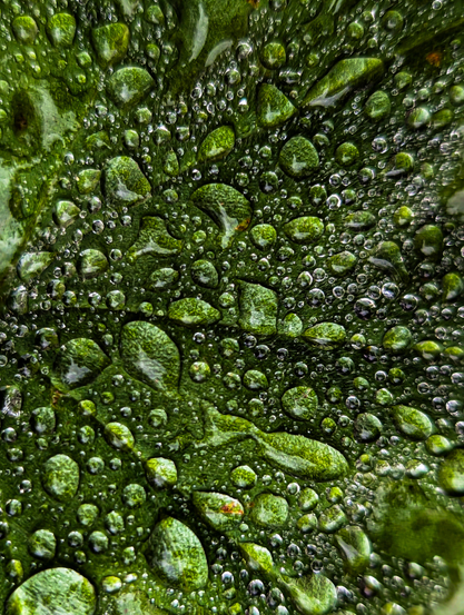 A close-up of a dark green leaf, heavily covered in numerous water droplets of varying sizes. The droplets are clear and translucent, reflecting light and showing the texture of the green surface beneath them. Many of the larger droplets exhibit slight distortions or magnifications of the underlying surface, and some even appear to have tiny air bubbles trapped within them. 

The color palette is dominated by various shades of green, ranging from dark, almost mossy tones in the background to brighter, more vibrant greens where the light hits the water droplets.