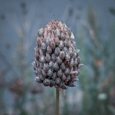 A dried-out flower head, ovoid in shape and composed of numerous tightly packed, individual seed pods. The pods are a muted, desaturated color, with shades of pale pink, dusty rose, and greenish-gray. Some of them have dark, thin structures protruding from the top. The subject is in sharp focus, while the background is a soft, blurry wash of cool, muted colors, primarily blues and grays. This bokeh effect makes the flower head stand out prominently. A thin, straight stem supports the flower head.